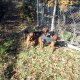 <h1 style="font-size: 10px" class="photoCaptionText"><font color="#333333">Cani da Caccia al Cinghiale: Ciao a tutti i cacciatori di cingghiali io sono Serbian Hound4</font></h1>